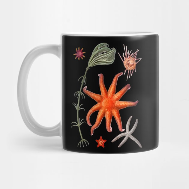 Starfish varieties by NightvisionDesign